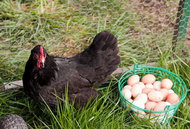 Australorp Eggs 0