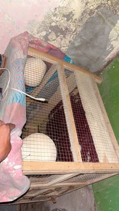 cage for hen , parrots ,etc