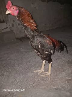 aseel