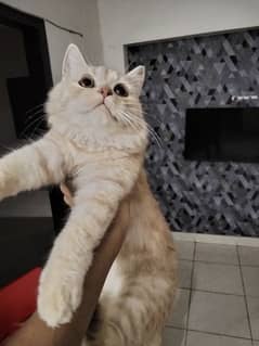 Persian cats pair for sale in Saadi town karachi