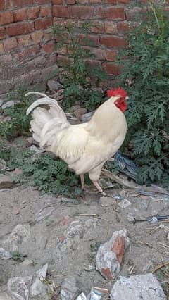 Ghar ka Pala Howa murga ha