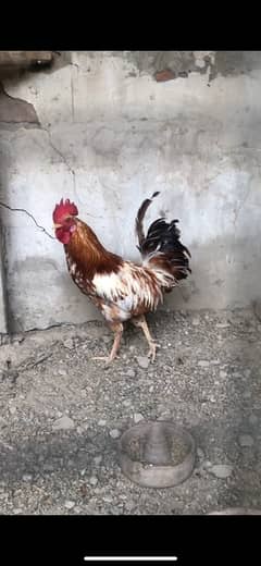 Golden misri beautiful murga for sale