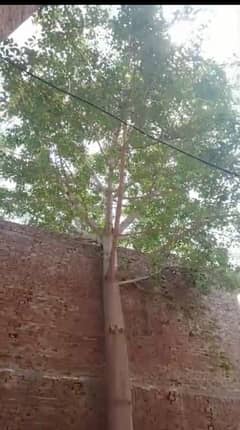 Sunbal tree available for sale