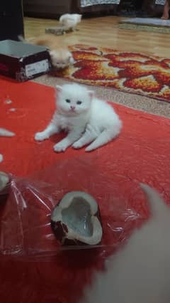 triple coated kittens for sale