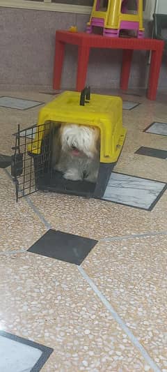 shihtzu