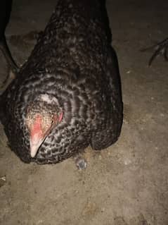 Kurak Madi For sale