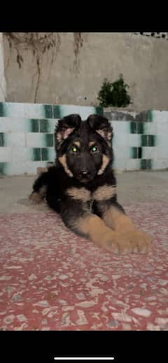 German shepherd puppies available  none pedigree for sale