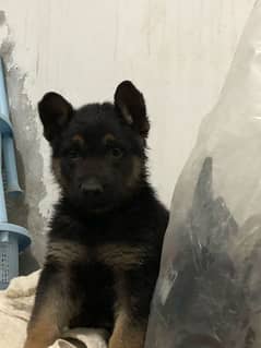 German shepherd puppies available  none pedigree for sale