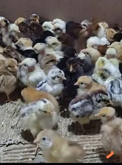 golden misri chicks