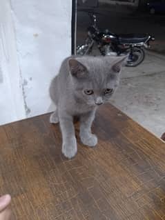 persian Chartreux cat