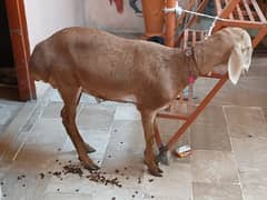 turkey dumbay