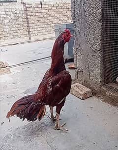 aseel Mianwali Murga