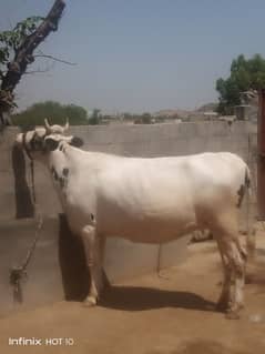 Cow