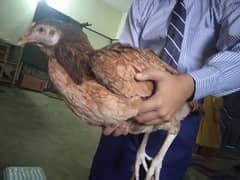 Aseel hen for sale