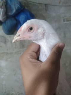 Heera aseel murghi
