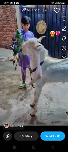 Full white bakra achi height ka ha