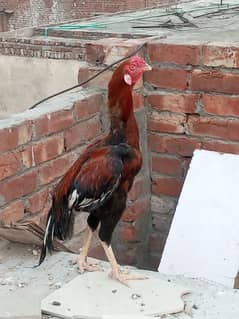 aseel murga exchang
