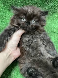 black female persian kitten triple coated