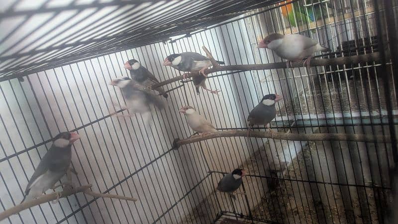 Gray Java ready to first breed 650 pr pice 3