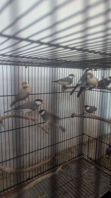 Gray Java ready to first breed 650 pr pice 6