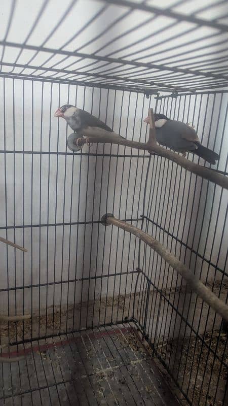 Gray Java ready to first breed 650 pr pice 7