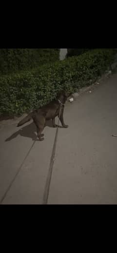Labrador male for stud