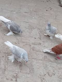 kasni sherazi males for sale