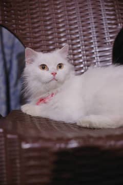 Persian tripple coated kitten,white color
