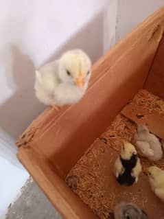 aseel chicks
