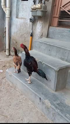 aseel amroha cross