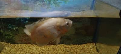2 pics 10 inch albaino oscar