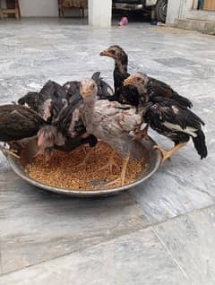 Aseel chick's for sale