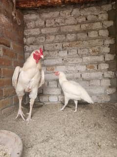 paper white aseel (Heera aseel)