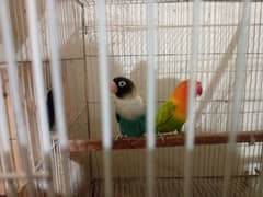 lovebirds