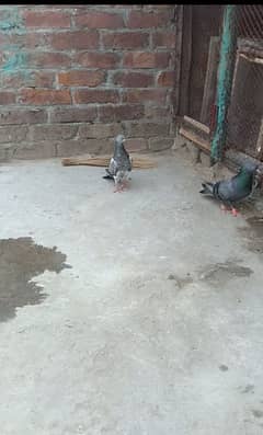 hight fily