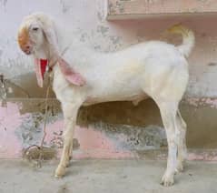 Gulabi Bakro ki Jori For Sell