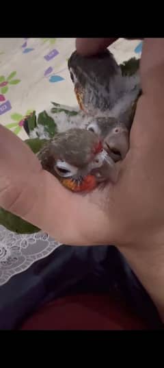 green conure baby