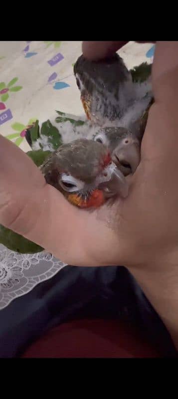 green conure baby 0