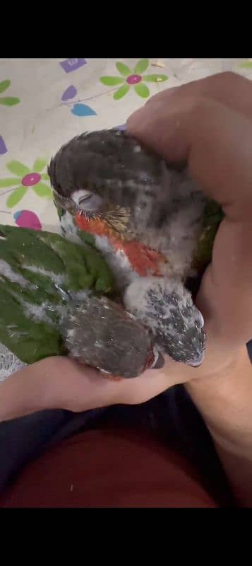 green conure baby 2