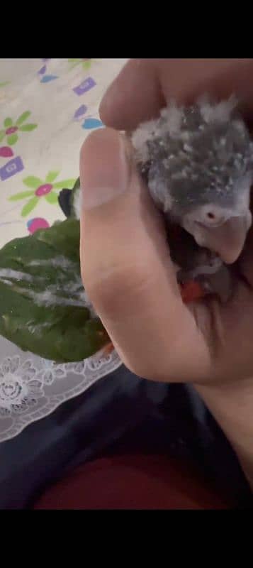 green conure baby 3