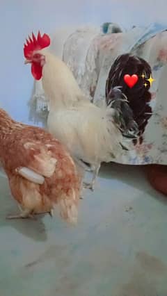 roster hen