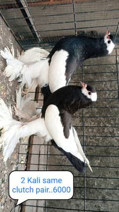 fancy pigeon | kabutar| Jacobin|  frillback saddle | amarican fantail|