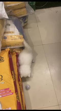Persian kittens