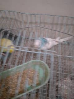 Birds
