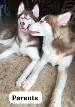 Pure breed puppies for sale