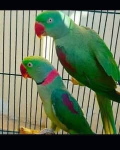 Raw k Bearder Pair for sale 03054636833