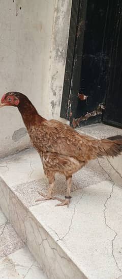 Desi
