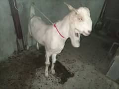 bakra