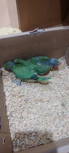 Green Baby For Sale
