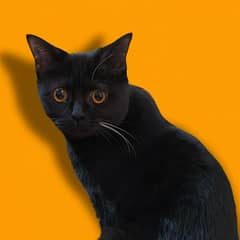 Black short hair female